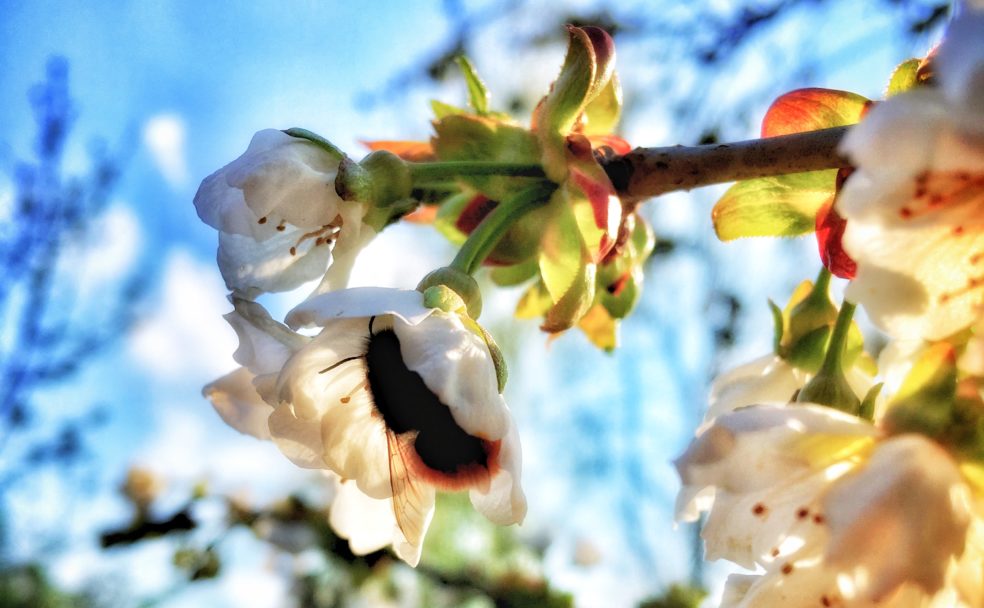 Wildbiene in einer Kirschblüte