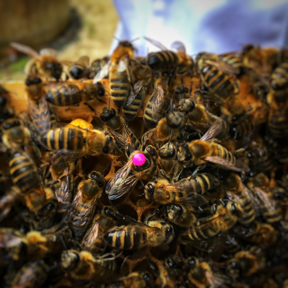 Bienenkönigin mit rotem Punkt auf dem Rücken aus dem Jahr 2018
