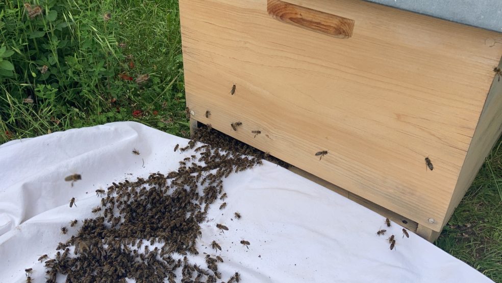Einzug eines Bienenschwarms