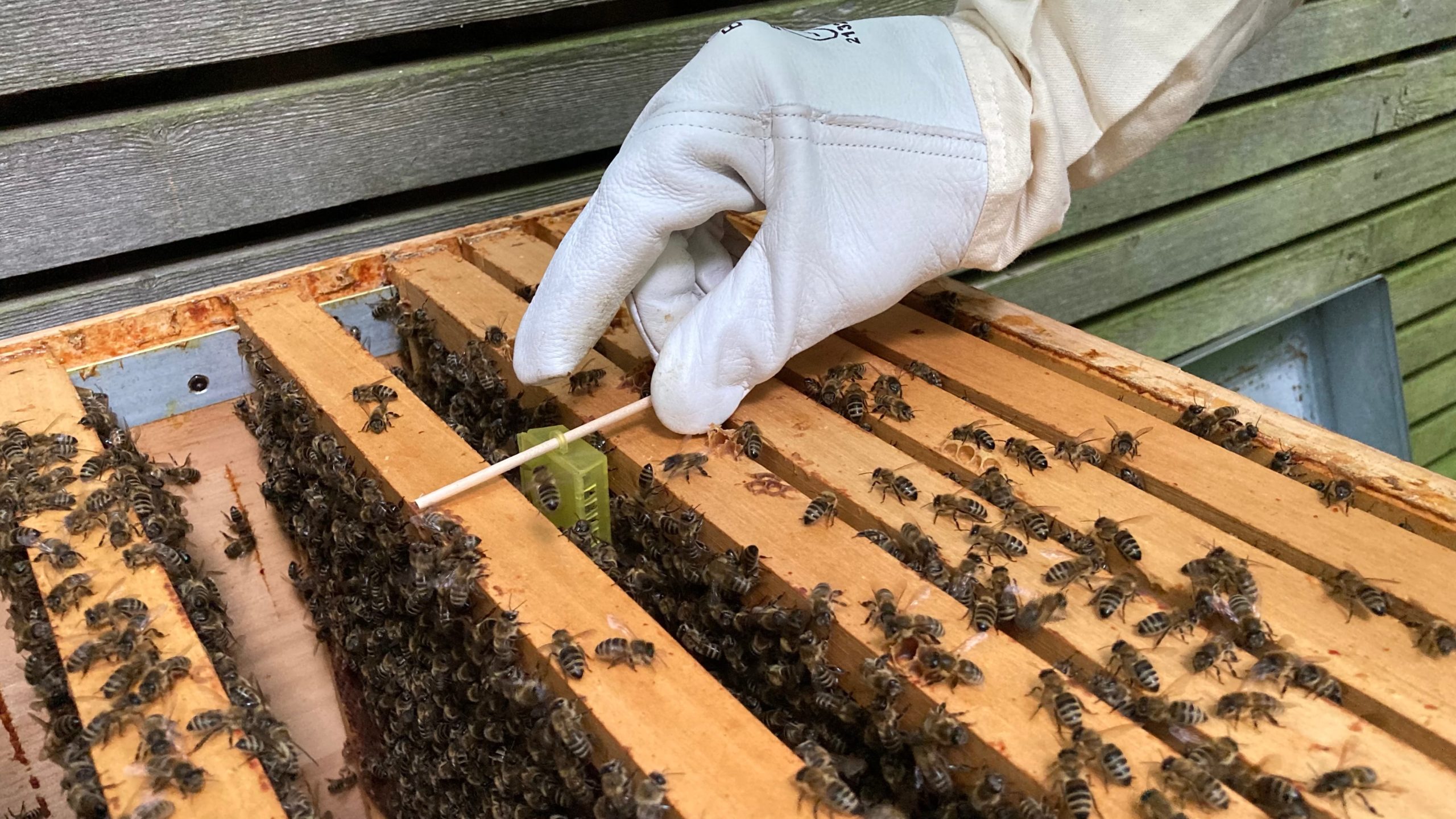 Eine Bienenkönigin wird einem Bienenvolk (ohne Königin) hinzugesetzt.