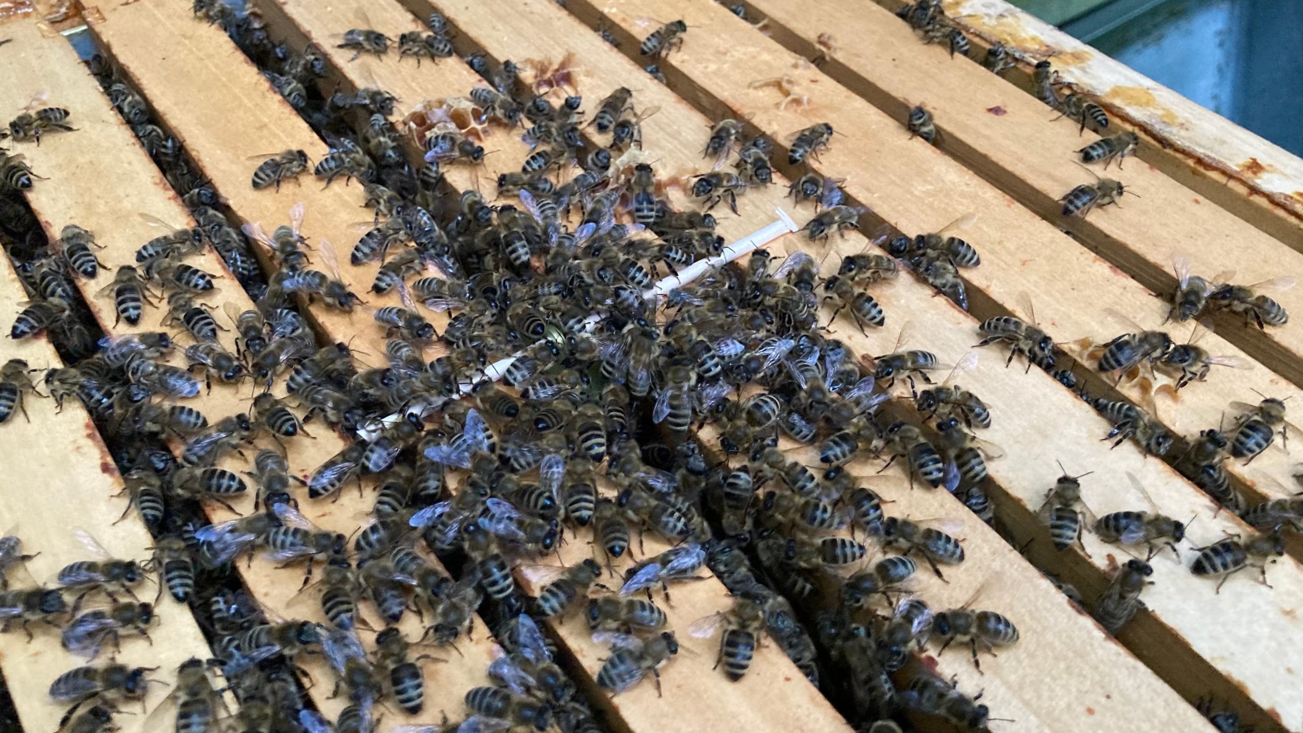 Die neue Weisel wird sofort beschnuppter - Freund oder Feind? Die Bienen müssen sich erstmal aneinander gewöhnen. 