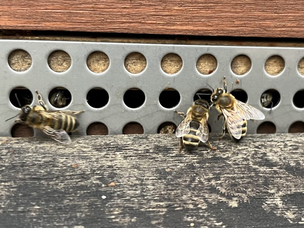 Das Foto zeigt drei Bienen vor den Fluglöchern ihres Bienenstocks auf einem Anflugbrett sitzend.