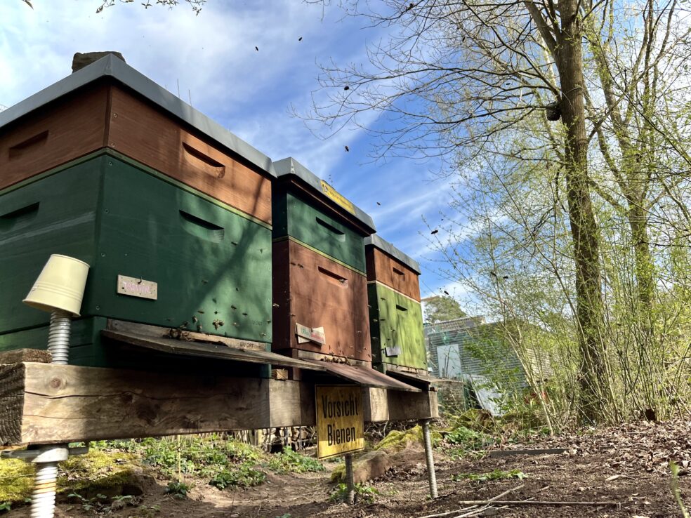 Das Foto zeigt drei Bienenstöcke. an den Fluglöchern und in der Luft erkennt man viele Bienen.