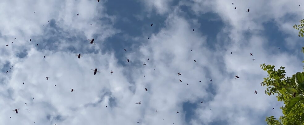 Bienenschwarm vor Wolken (Archivbild)