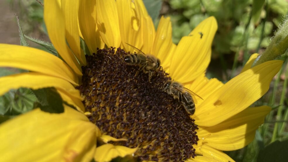 Zwei Bienen auf einer Sonnenblume
