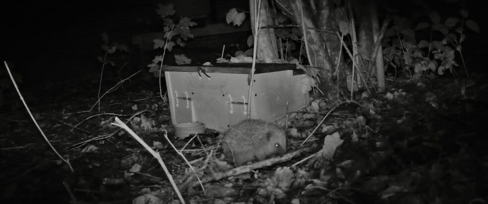 Ein Igel am Igelhaus vor einem Bienenstand. Die Aufnahme ist in Schwarz/Weiß bei Nacht fotografiert.