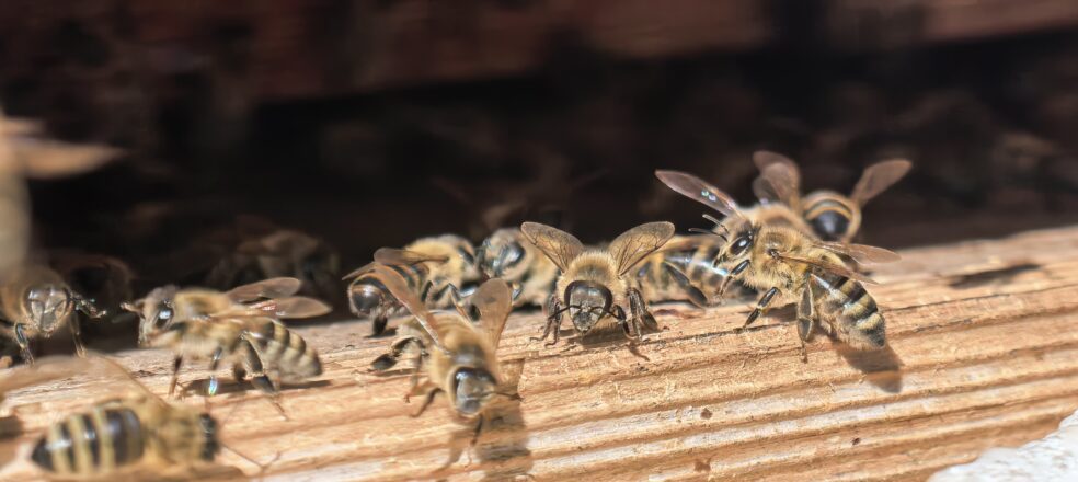 Bienen tummeln sich auf einem Holzbrett.